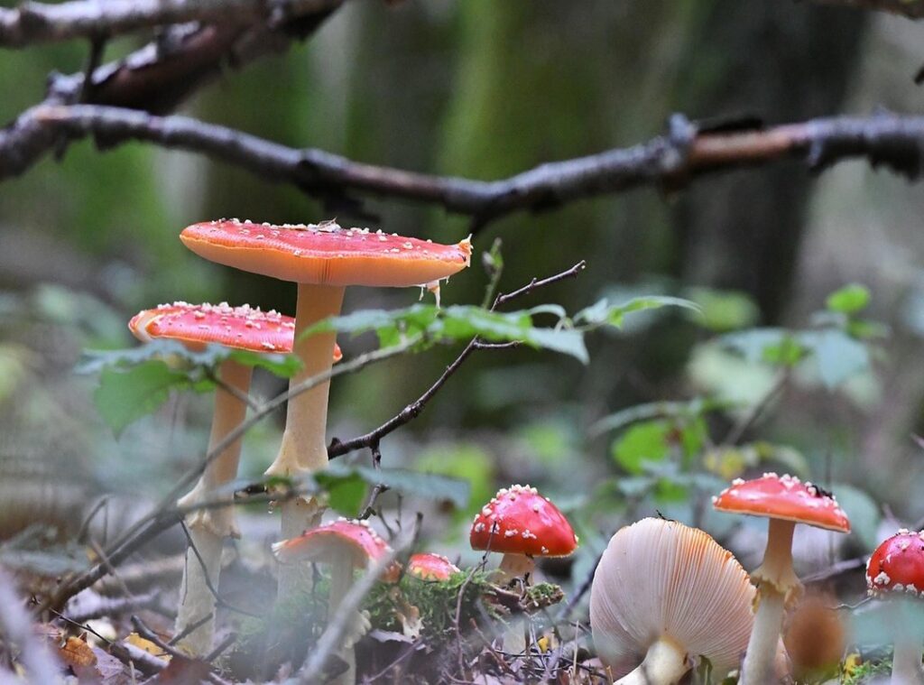 csók szerelmes ölelés gif