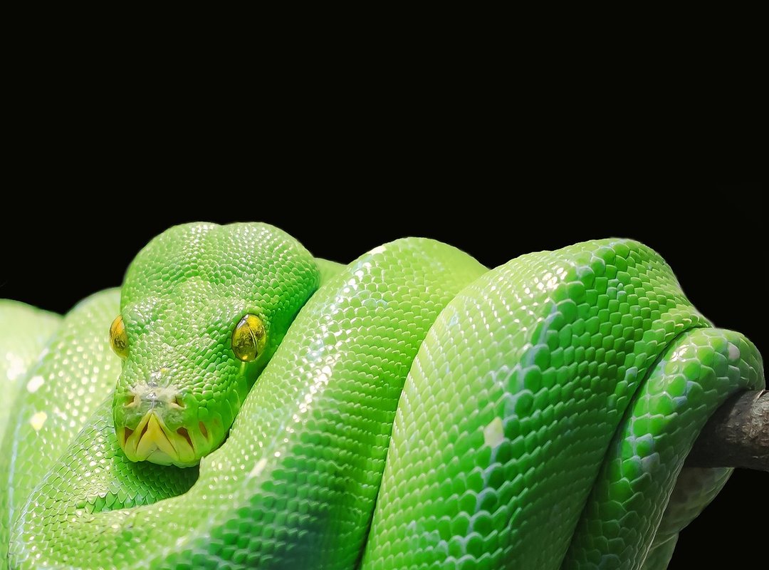 How the Green Snake Navigates Love, Career, and Wealth