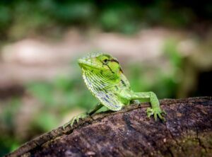 vibora horoscopo verde